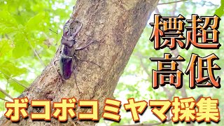【謎】標高35mにたくさんのミヤマが！！なぜ超低標高でもミヤマが採集できるのか解説！！ミヤマクワガタ採集in九州
