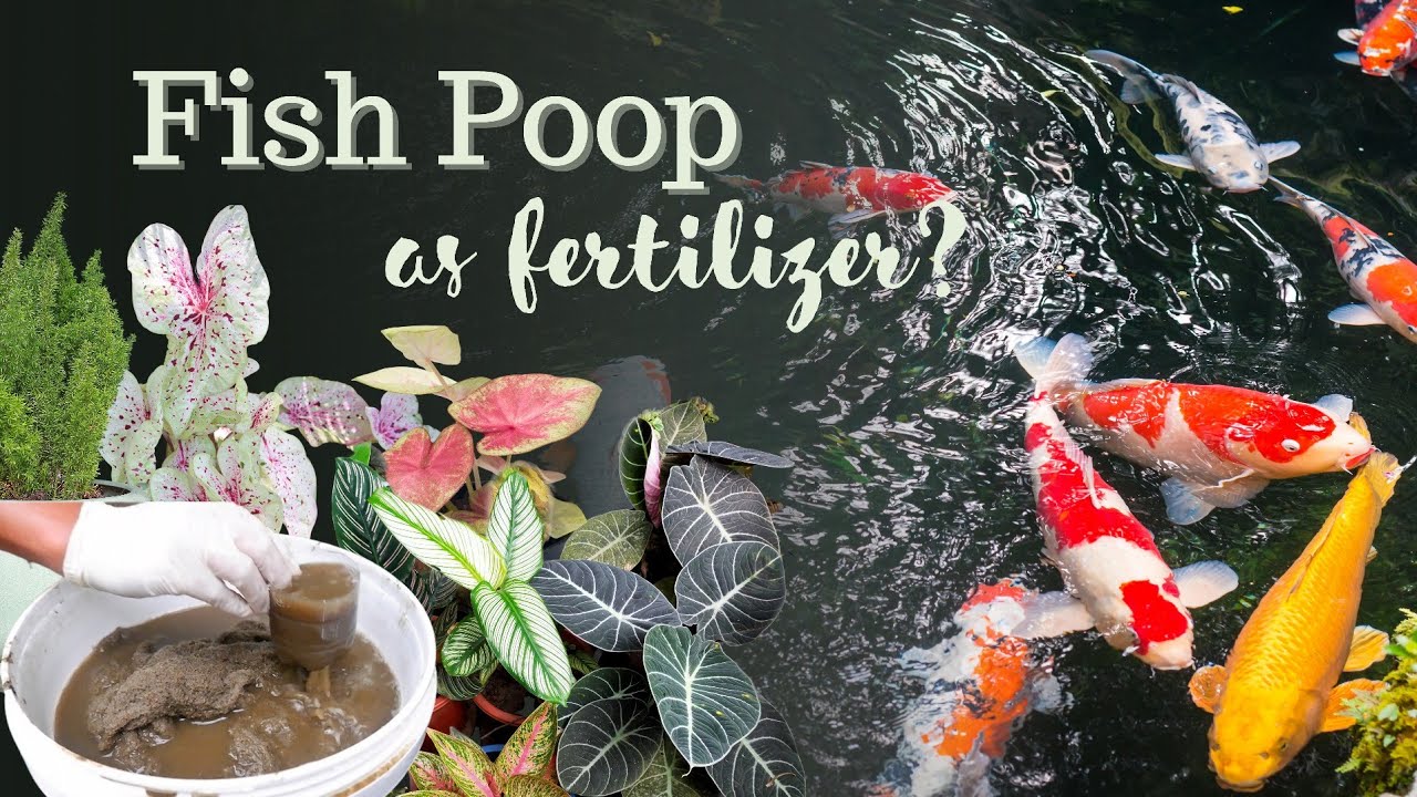 How Do You Make Fish Poo Into Fertilizer?