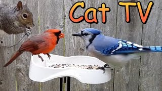 Bird Feeder Cam  TV for Cats to Watch with Squirrels Blue Jays Cardinals and More