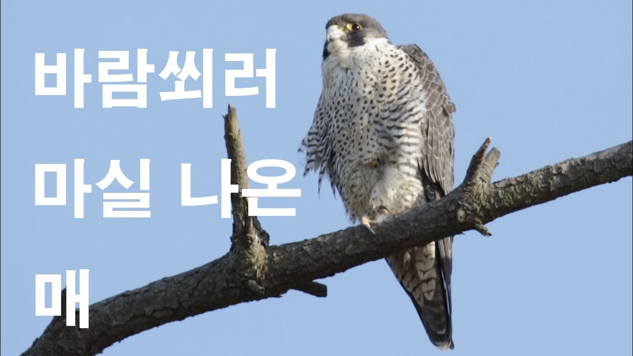 마실나온 매 Peregrine Falcon #falcon #1분새 Falco peregrinus Tunstall - YouTube