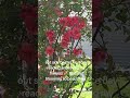 my flowers are so beautiful right now I need to put out my yard decorations this weekend sending