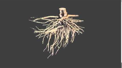 3D model of an excavated ash tree root system