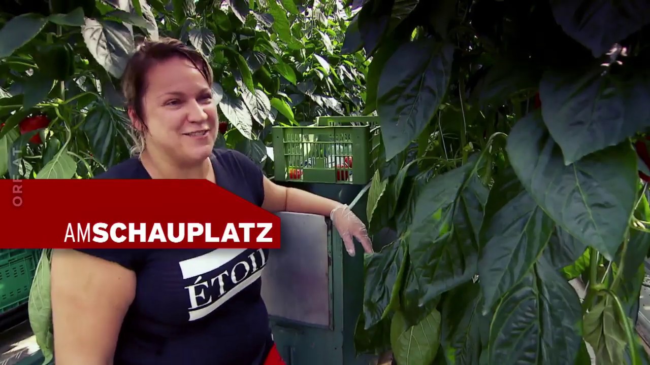 Am Schauplatz: Keine Ernte ohne Helfer [30.4.2020]