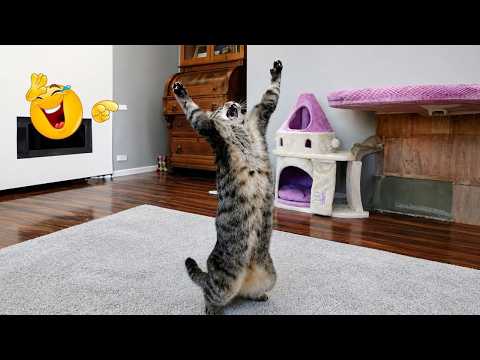 Try Not To Laugh 😹 Funniest Cats Caught on Camera