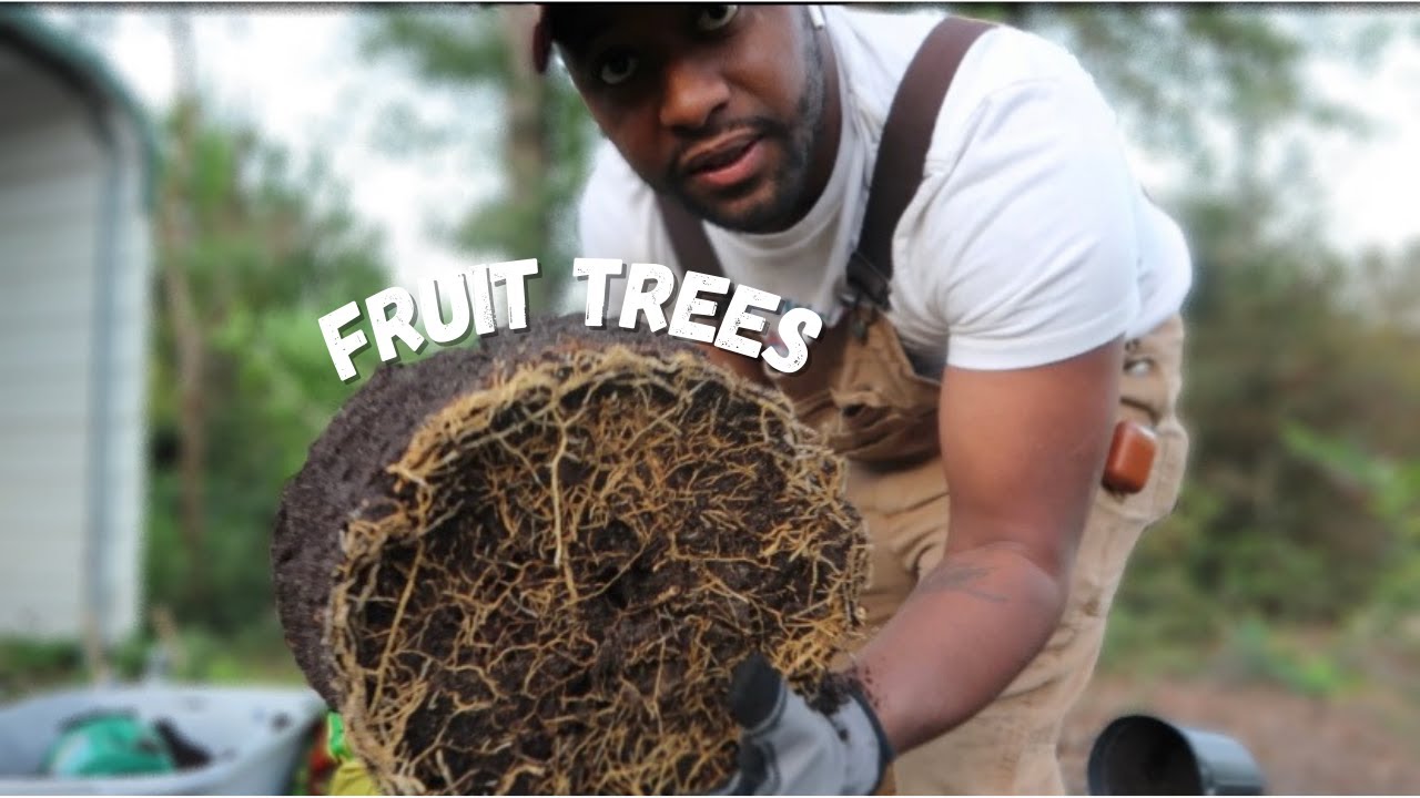Repotting My Fruit Trees In 5 Gallon Buckets YouTube