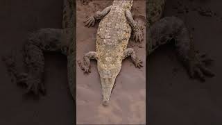 #2 Crocodiles are the largest reptiles on Earth #animals #animal #discovery #discoverychannel