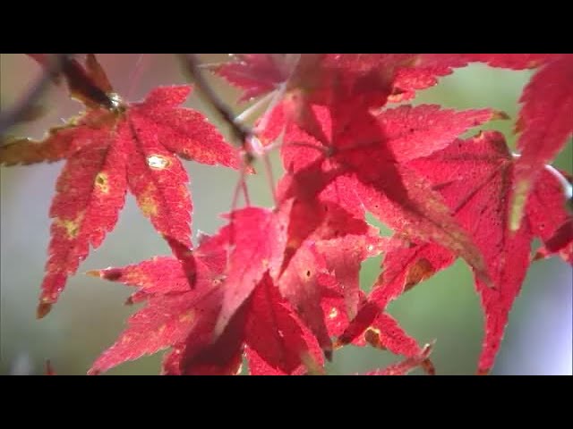 紅葉シーズンに異変？ 色付く前に“枯れた葉”も なぜ？【大分