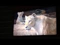 Lion king 3 minute video &#39; lion&#39;s eats after the hyenas &#39; scene