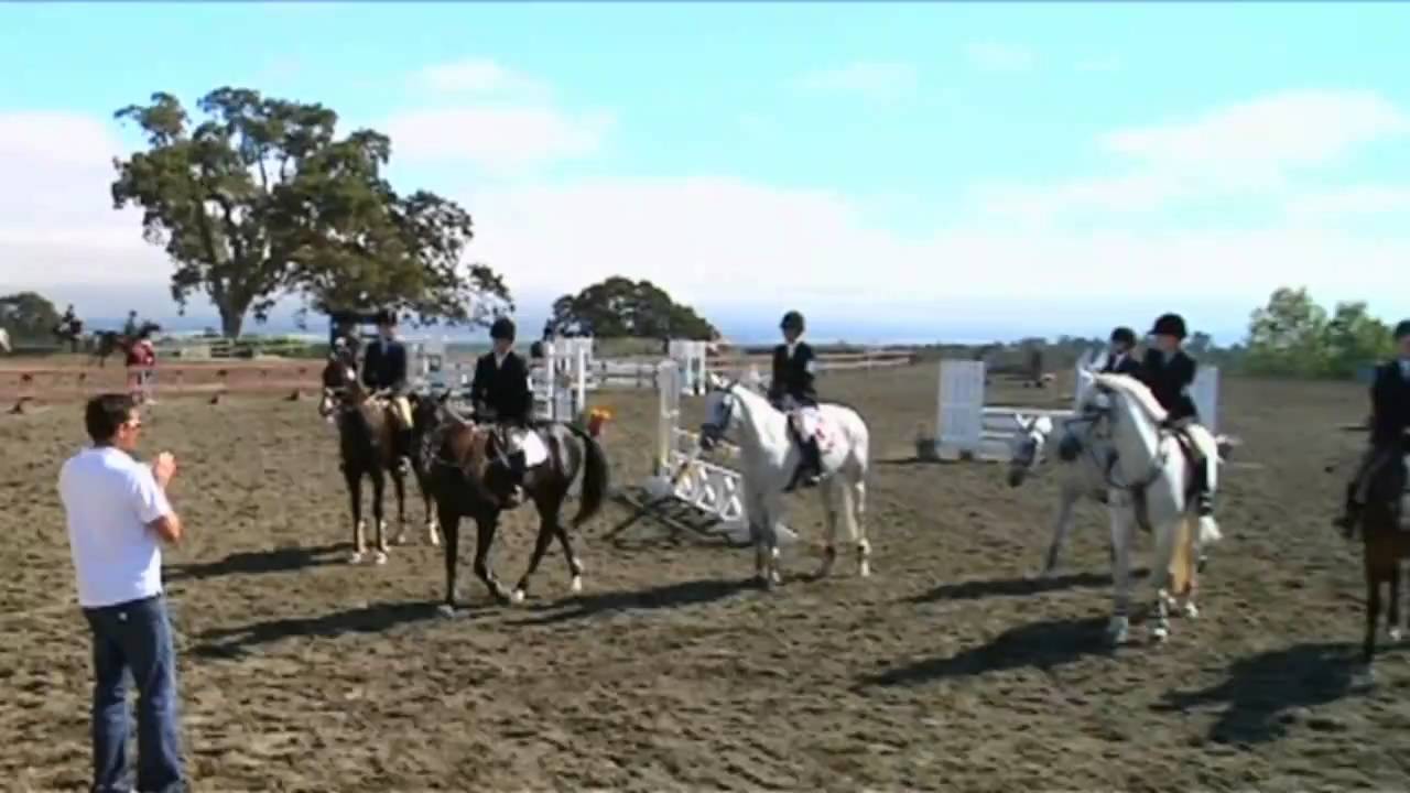 sport horses petaluma YouTube