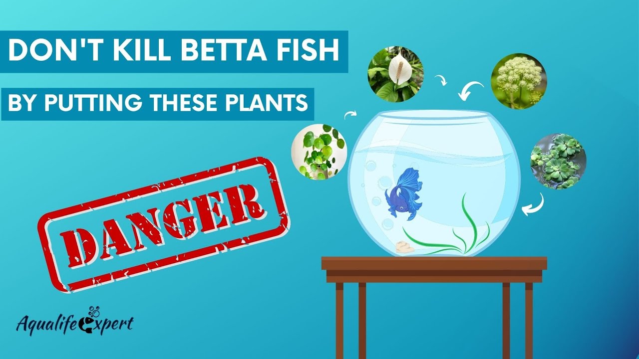 Toxic Plants for betta fish Top 6 Aquatic Plants YouTube
