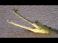 Last Chance for Gharial  - Gharial Ecology Project, Chambal