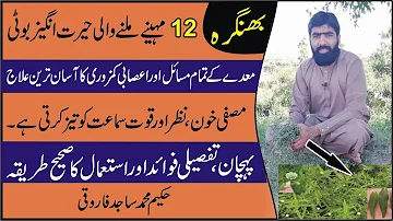 Eclipta alba / false daisy health benifits in urdu | bhrigraj benefits | bhangra ke fayde | بھنگرا