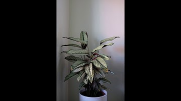 Calathea Timelapse