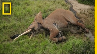 One of the Last Big Tusker Elephants Was Killed by Poachers | National Geographic