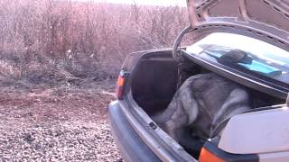 working dogs 012.avi