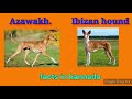 Azawakh facts in Kannada | Ibizan hound facts in kannada の動画、YouTube動画。