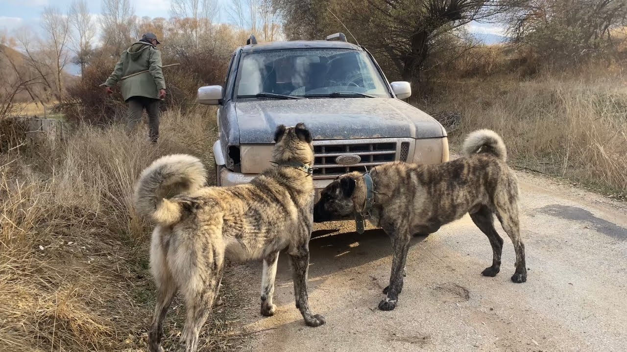 YOLDA GİDERKEN ACAYİP İKİ KÖPEĞE DENK GELDİM (KURTÇU ÇAPARLAR)