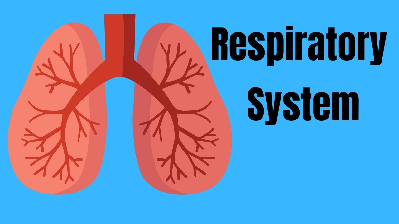 Respiratory System Basics