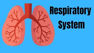 Respiratory System Basics