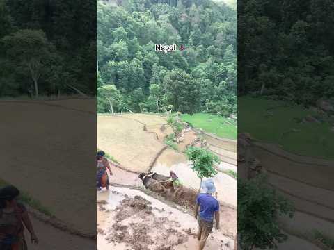 I looks fun but i bet its a tough job #respect #nepal #nepali #nepalisong #farmer #nepalivlog #nepal