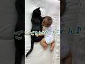 【仲良し兄弟】猫吸いを覚えた赤ちゃん👶🏻✨ #保護猫 #baby #cat