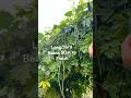 Planting Long Beans + Easy Seed Saving Tips #gardeningtips #longbean #shortvideo #viralvideo