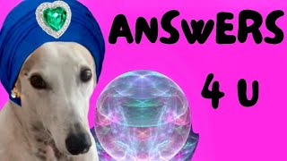 What's it REALLY Like to Own a Greyhound? [Pt 1, Greyhound FAQ]