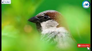 Sparrow bird call-صوت عصفور الدوري