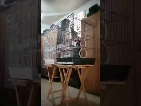African grey talking and coughing