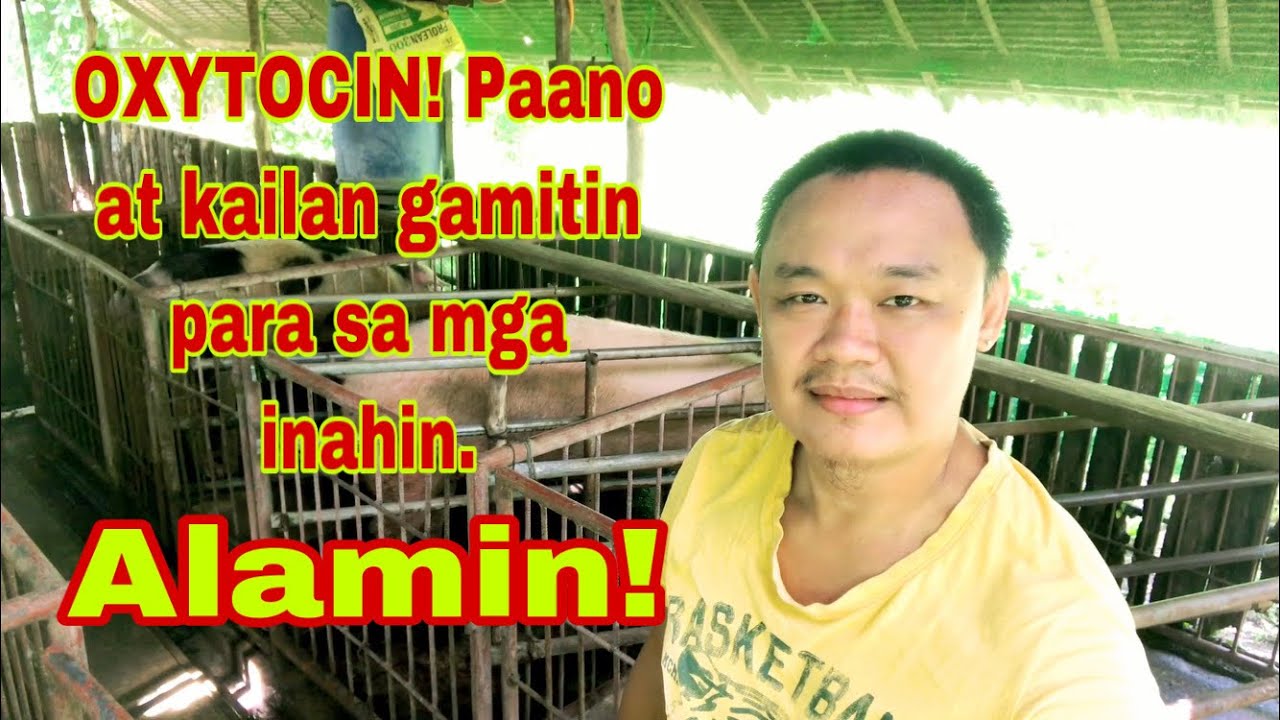 Paano at kailan gamitin ang oxytocin para sa mga inahing baboy | Ryan Patenio
