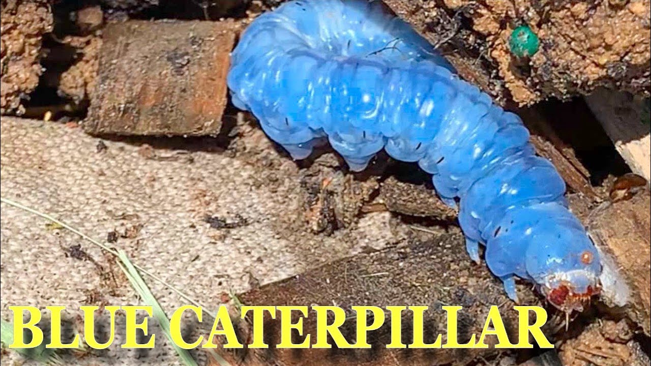 Blue Colored Caterpillar Found In Australia YouTube