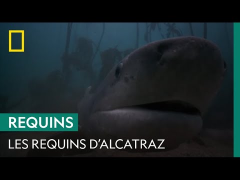 Vidéo: Y avait-il des requins autour d'Alcatraz ?