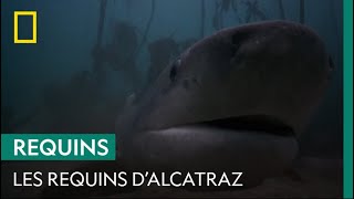 Alcatraz, une prison encerclée par les requins