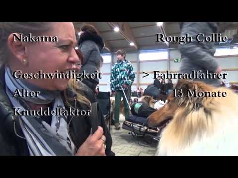 Video: Die Nationale Hundeausstellung (Präsentiert von Purina)