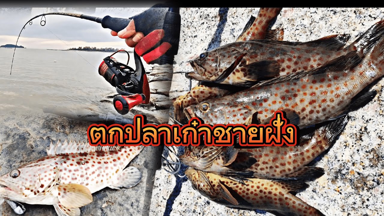 ตกปลาเก๋าแนวหินชายฝั่งสงขลา #ตกปลาเก๋า #สงขลา