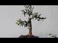 OLIVE BONSAI JUNE 2017