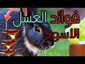 اتعرف على اهم فوائد العسل الاسود لتربيه الارانب وكيفيه الاستخدام الصحيح له 
