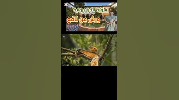 الجزء الاول :تلاوة ماتيسر من سورة الجن برواية ورش عن نافع ونسال الله ان يجعل القرءان ربيع قلوبنا