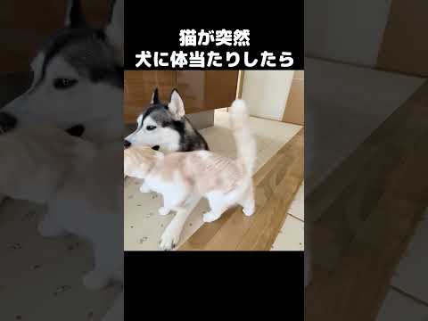 猫が突然犬に体当たりしたらこうなったｗ#猫 #siberianhusky