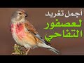 👂👍🦜 أجمل وأعذب تغريد لعصفور التفاحي أو الكماتشو سوف تستمتع بدون شك