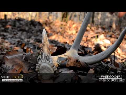 White Gold | When to Shed Hunt and Why Bucks Shed Their Antlers (2016)