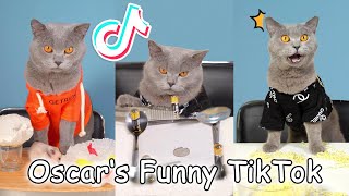 Oscar‘s Funny TikTok Compilation | Cat And Hamster TikTok Challenge | Funny Cat Videos #5