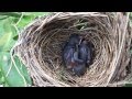 Hatched Baby Birds Didnt Get To Fly Away!