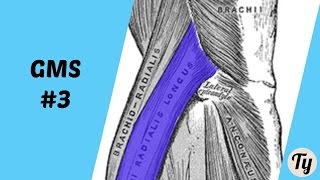 Grip Muscle Spotlight #3 - Extensors (of the wrist)