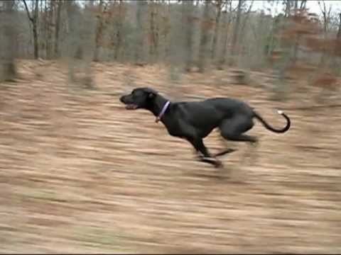 Great Dane Jessie Running Fast 
