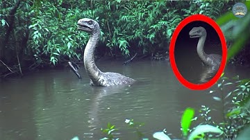 30 Loài Động Vật Từng Bị Cho Là Tuyệt Chủng Nhưng Được Bắt Gặp Còn Sống Qua Camera | TUYỆT MẬT TV