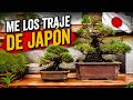 Los Bonsais que me Traje de Taisho-En | Japón