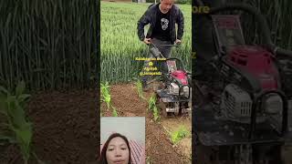 kalabaw no more#shorts #agrihacks #agriculture #agri #viral #fyp