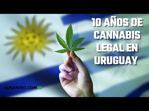 URUGUAY y el CANNABIS LEGAL: DATOS fundamentales a 10 años de la LEGALIZACIÓN