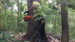 Monster White Pine and new PANTS!